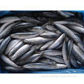 Frozen Horse Mackerel Haccp Frozen Sacd Whole Round Big Eye Horse Mackerel Export For Market 16-20cm Manufactory